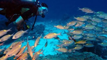 Guide to Diving in Zanzibar