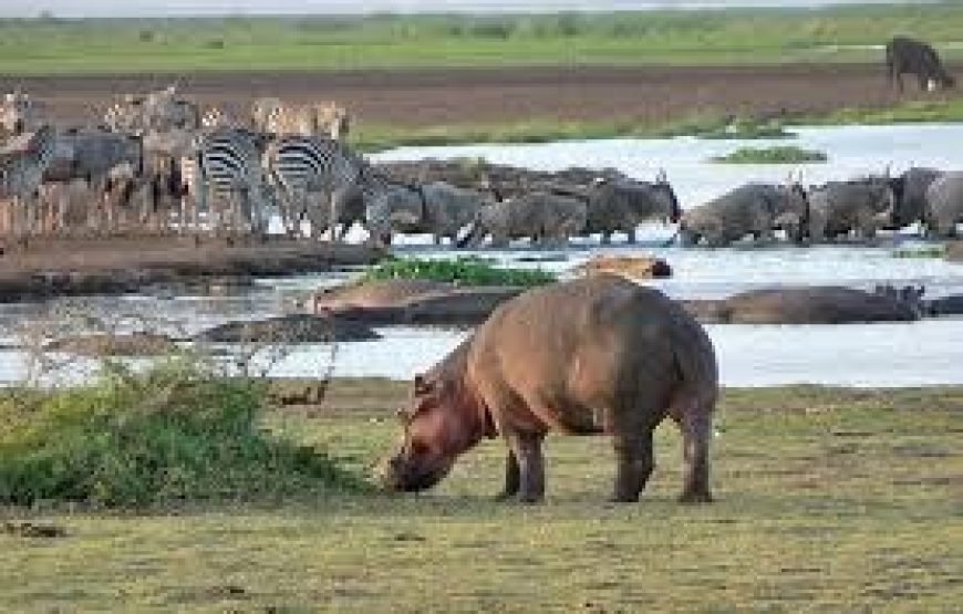 3 Days Big Five Tanzania Safari