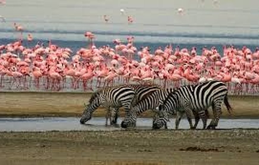 3 Days Big Five Tanzania Safari