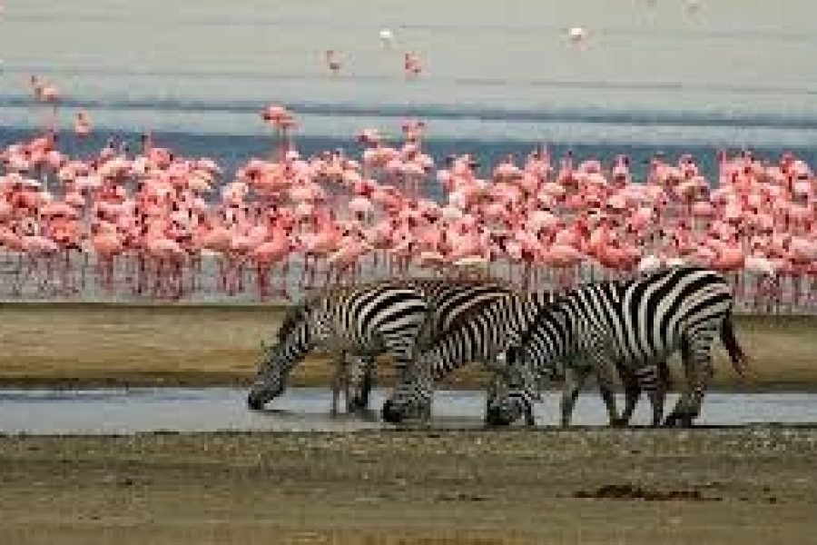 Day Trip To Lake Manyara National Park